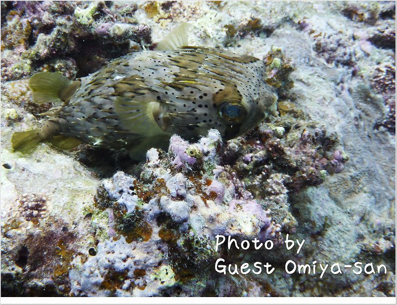 おねむ?ハリセンボン photo by Panasonic DMC-TZ7