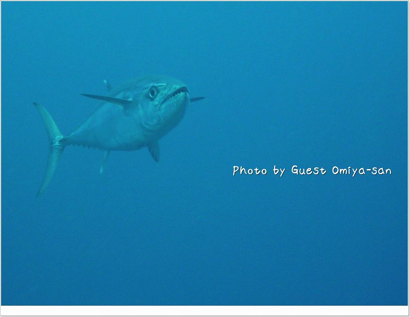 イソマグロ~! photo by Panasonic DMC-TZ7