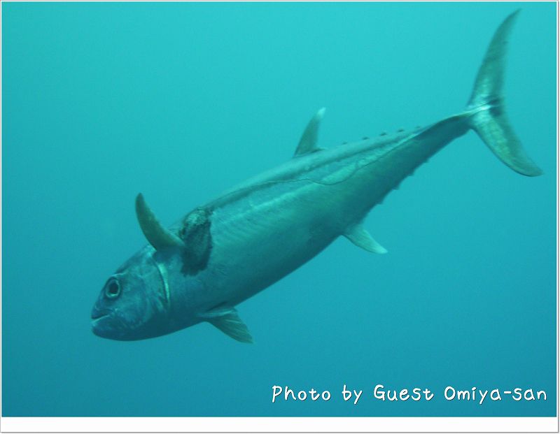 大怪我なイソマグロ photo by Panasonic DMC-TZ7