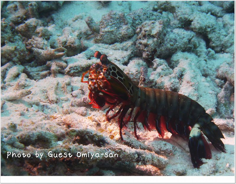 モンハナシャコ photo by Panasonic DMC-TZ7