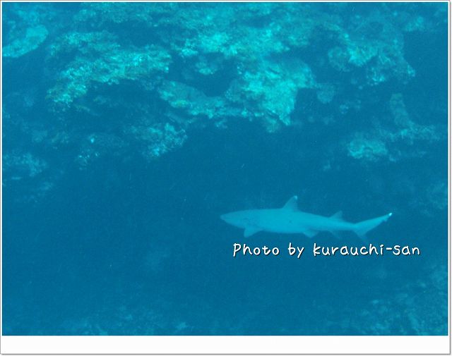 ホワイトチップ登場! photo by CASIO EX-S10