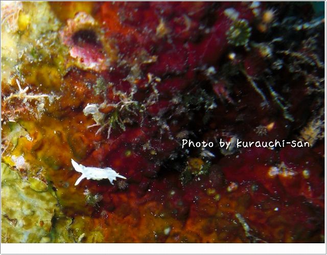 何ウミウシ?ちっこすぎ! photo by CASIO EX-S10