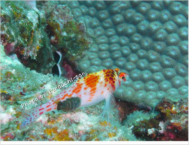 サラサゴンベ photo by CASIO EX-S10