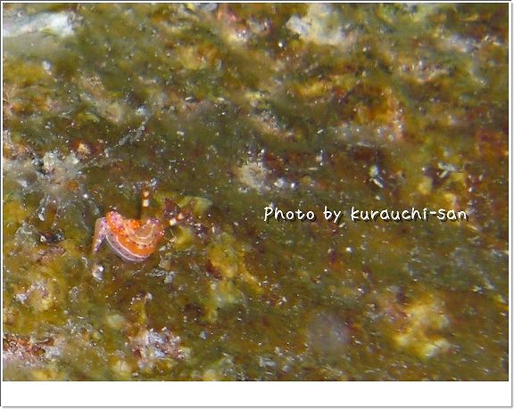 センテニロウミウシ photo by CASIO EX-S10