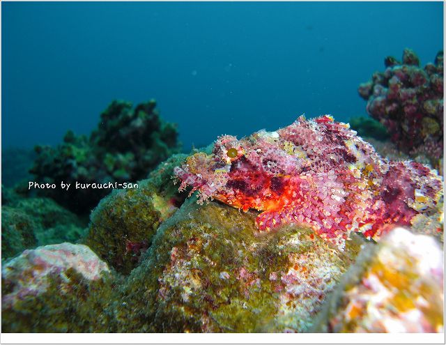 サツマカサゴ photo by CASIO EX-S10