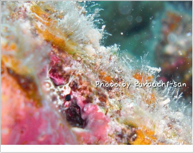 家政婦(エリグロギンポ)は見た! photo by CASIO EX-S10