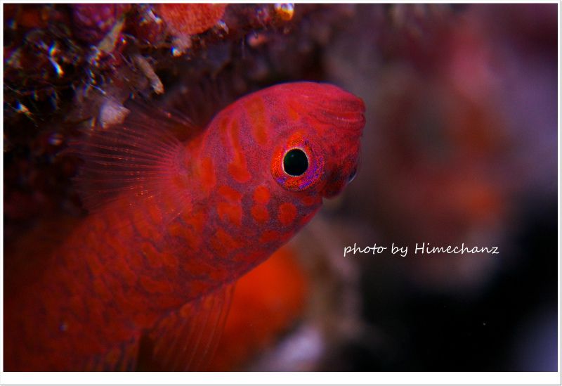 たぶんオキナワベニハゼ photo by Nikon D300