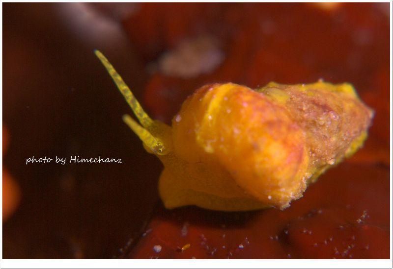 イボヤギヤドリイトカケ photo by Nikon D300