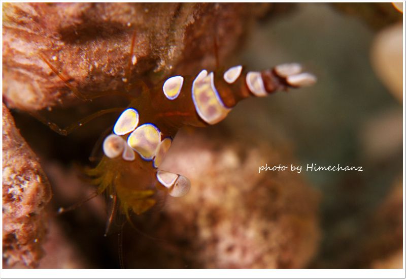 イソギンチャクモエビ photo by Nikon D300