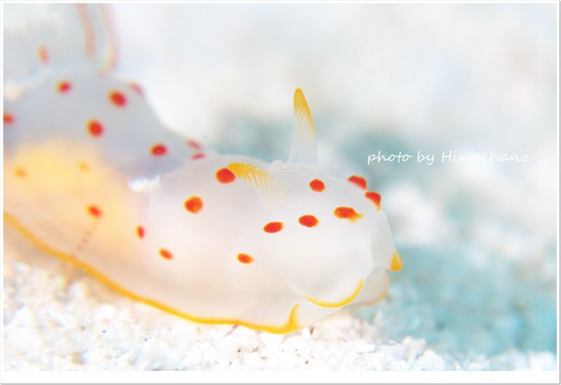 オオエラキヌハダウミウシ photo by Nikon D300