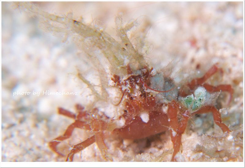 コノハガニ photo by Nikon D300