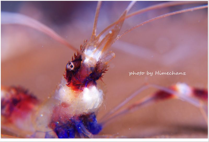 オトヒメエビをカッコよく撮ってみようかとw photo by Nikon D300