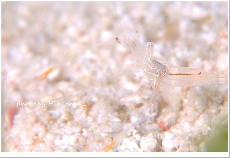 オシャレカクレエビ photo by Nikon D300