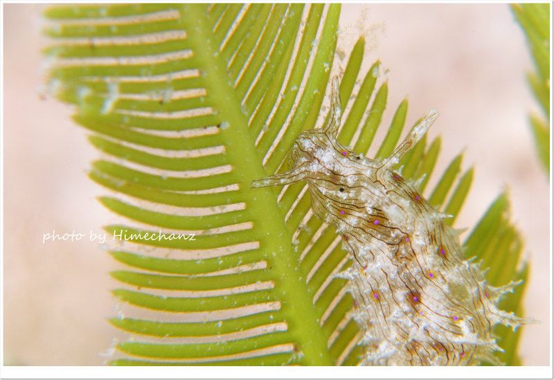 クロスジアメフラシ photo by Nikon D300