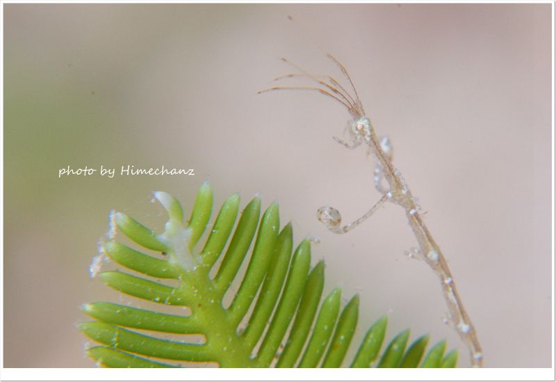 ワレカラが踊りまくってましたw photo by Nikon D300