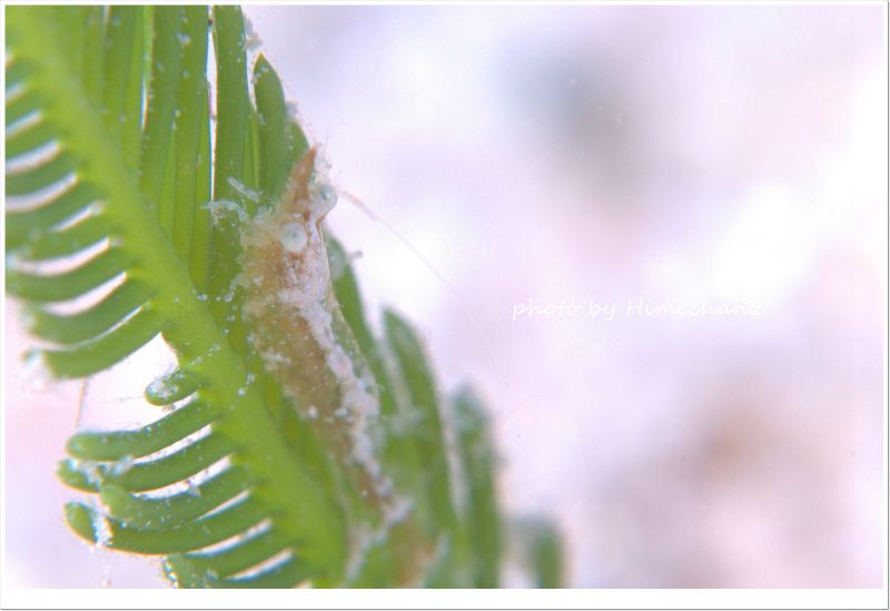 謎のエビ photo by Nikon D300