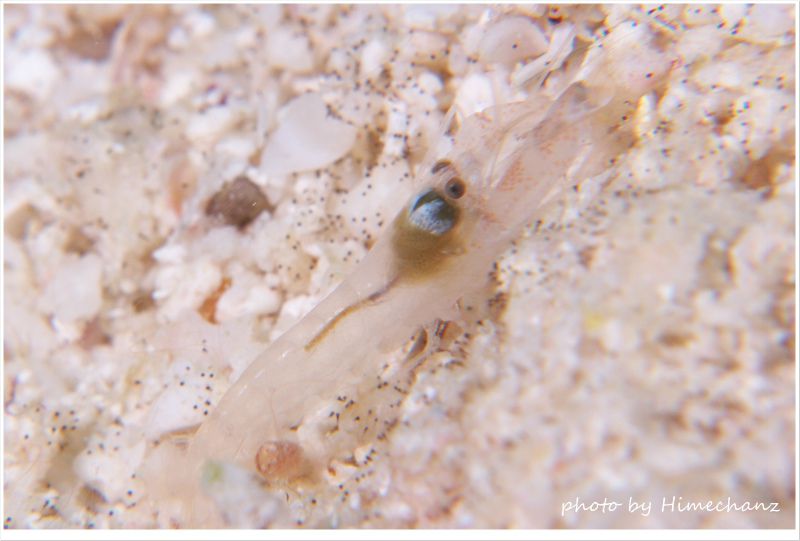 コマチテッポウエビ photo by Nikon D300