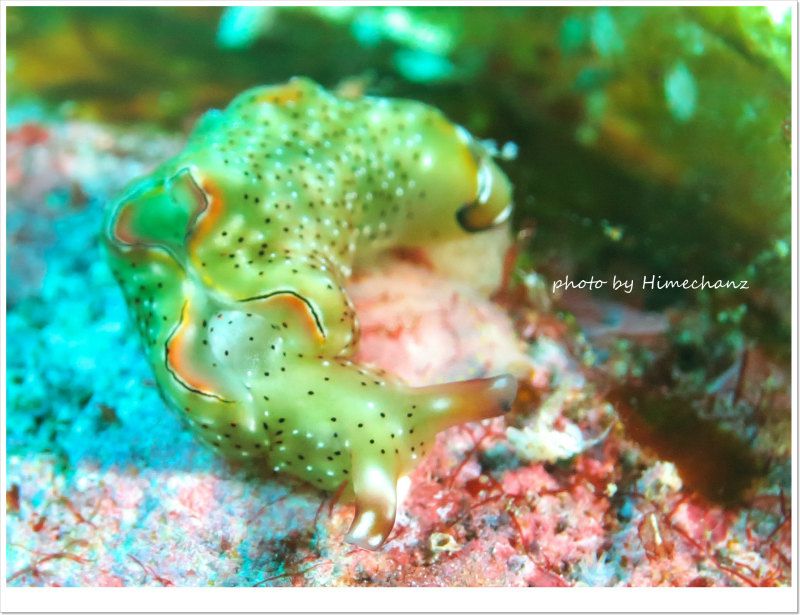 コノハミドリガイ photo by CANON PowerShot S100