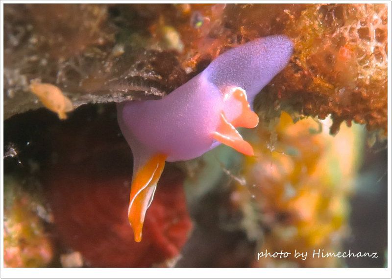 ムラサキウミコチョウ photo by CANON PowerShot S100