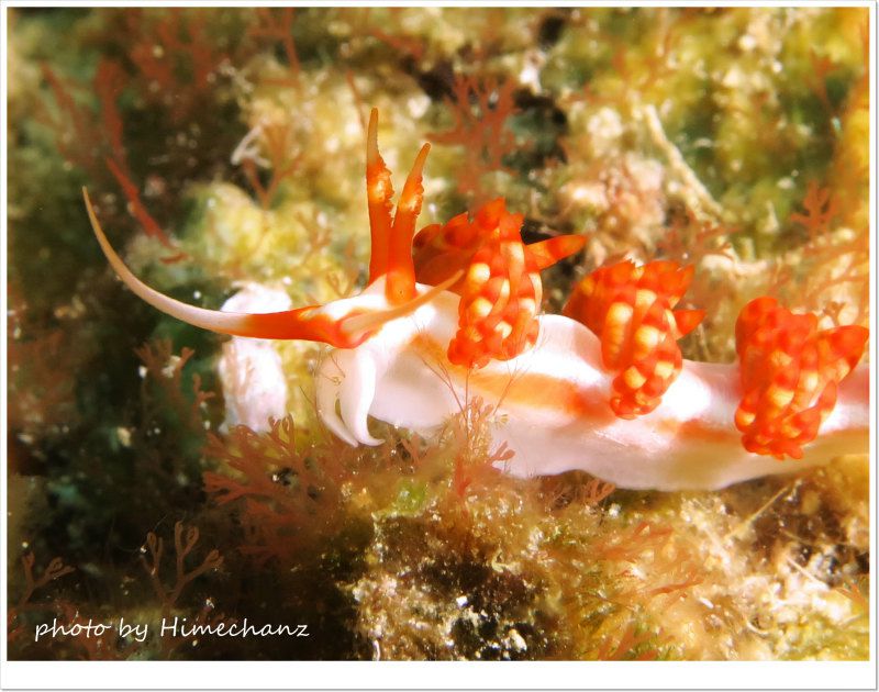 サビイロミノウミウシ photo by CANON PowerShot S100