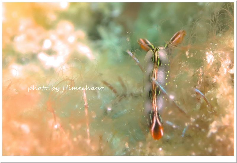 ハナミドリガイ photo by CANON PowerShot S100