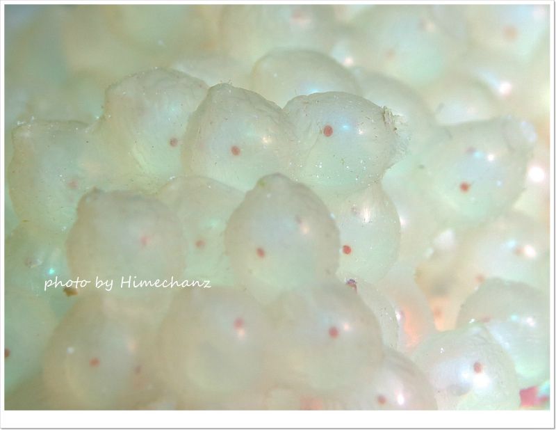 ミミイカのたまご、もうすぐハッチアウトかな♪ photo by CANON PowerShot S100