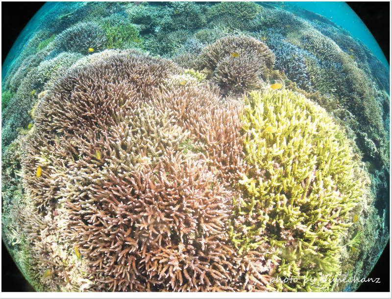 小浜島の極上サンゴ♪ photo by CANON PowerShot S100