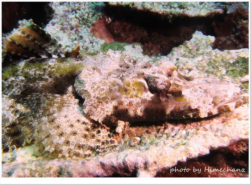 エンマゴチ photo by CANON PowerShot S100