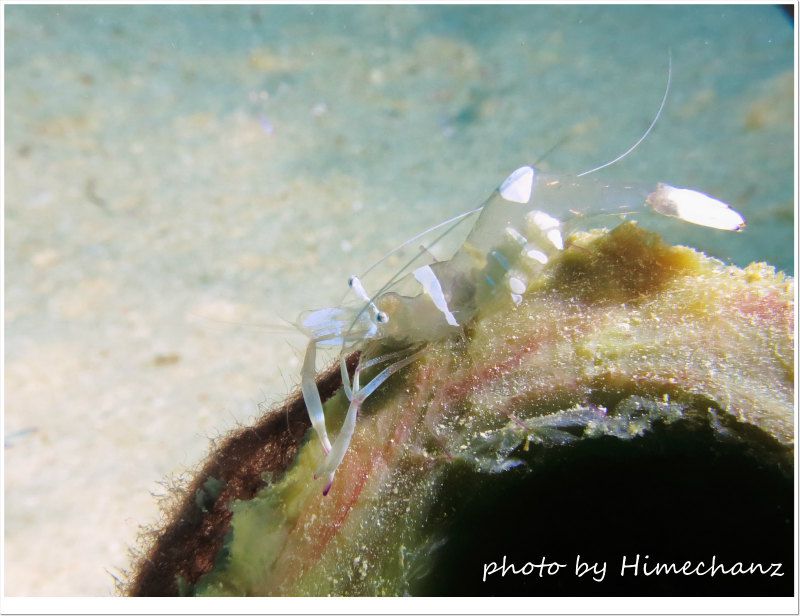 オドリカクレエビ photo by CANON PowerShot S100