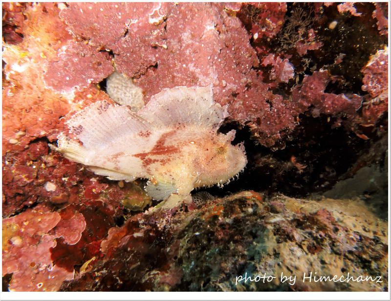 ハダカハオコゼ photo by CANON PowerShot S100