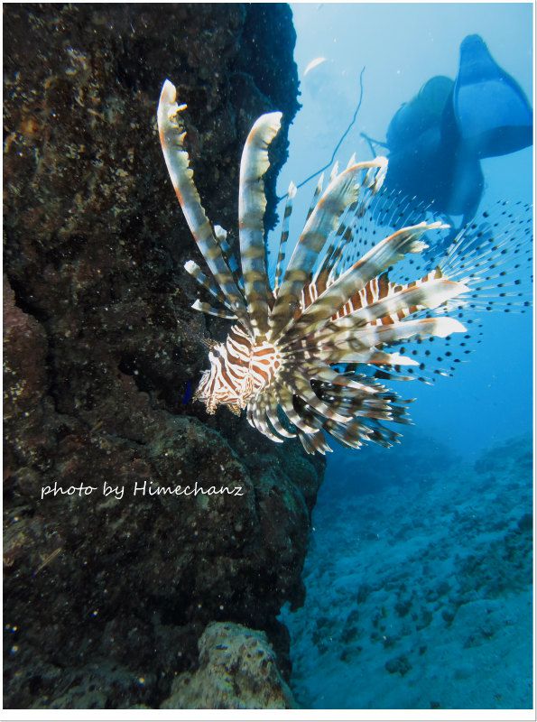 今日はハナミノカサゴがいっぱいいました♪ photo by CANON PowerShot S100