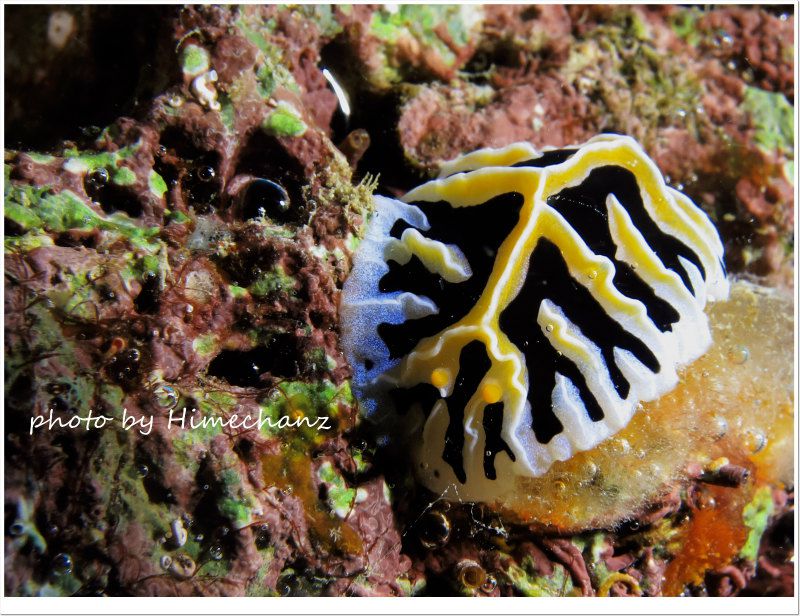 黄色いユキヤマウミウシ photo by CANON PowerShot S100