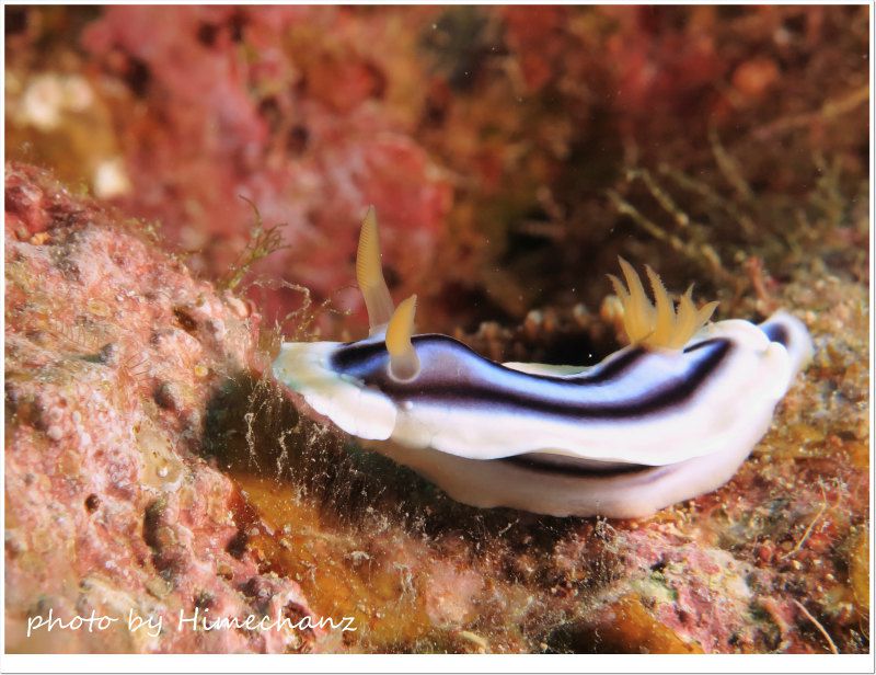 シライトウミウシ photo by CANON PowerShot S100