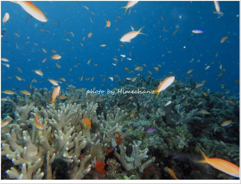 アカネハナゴイの群れ photo by CANON PowerShot S100