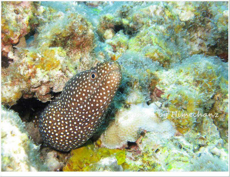 ワカウツボ photo by CANON PowerShot S100