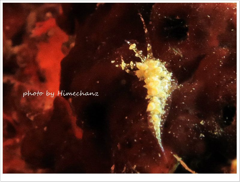 ヒョウタンミノウミウシ photo by CANON PowerShot S100