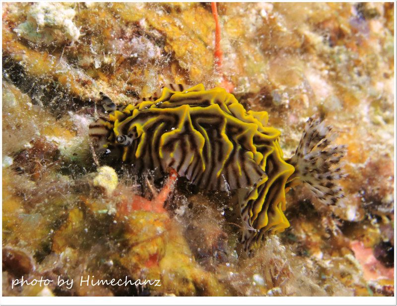パイナップルウミウシ photo by CANON PowerShot S100