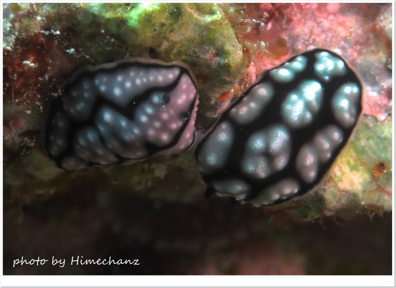 コイボウミウシの交接 photo by CANON PowerShot S100