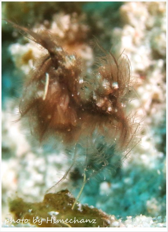 こうやってみると鳥のようなエビ、フィコカリス・シムランス photo by CANON PowerShot S100