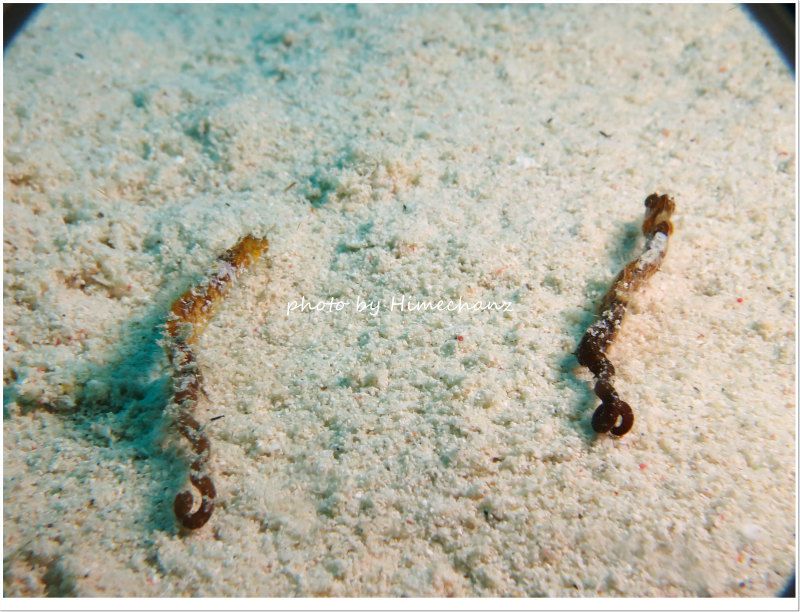 タツノイトコのペア、引越中♪ photo by CANON PowerShot S100