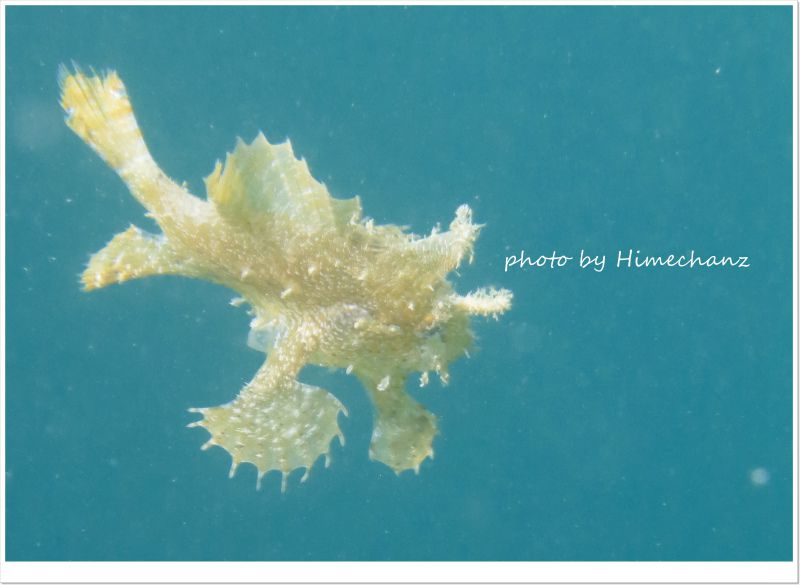 ハナオコゼ photo by CANON PowerShot S100