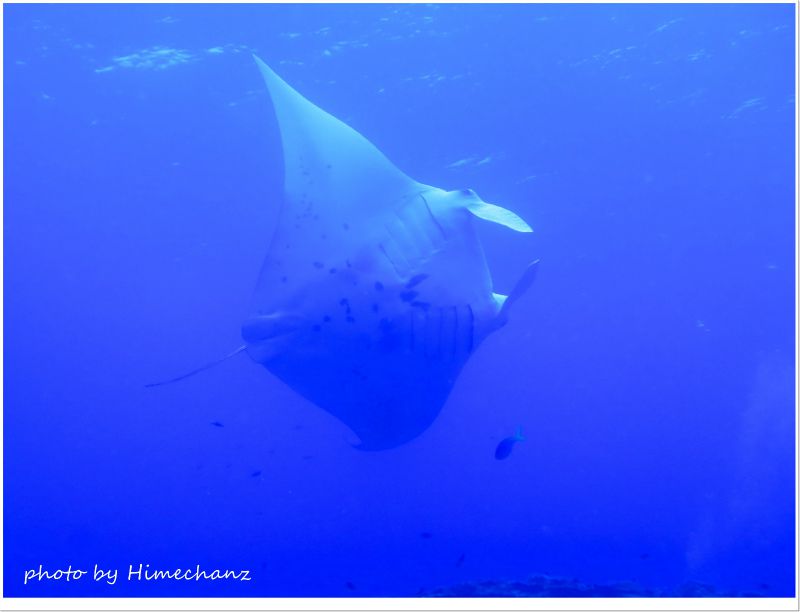 マンタど~ん! photo by CANON PowerShot S100