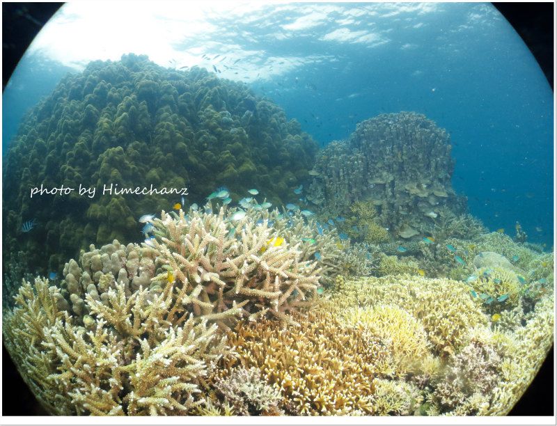 サンゴキレイゾーン! photo by CANON PowerShot S100