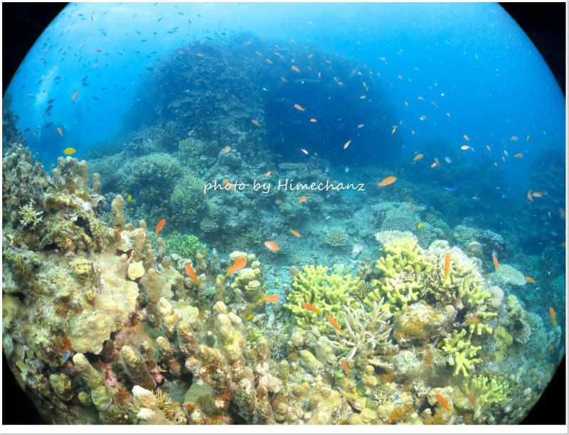 アカネハナゴイの群れ photo by CANON PowerShot S100