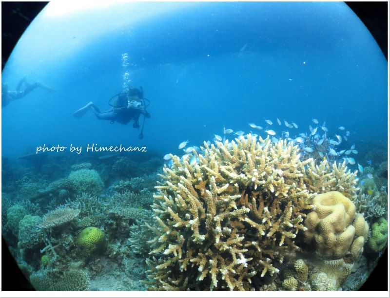 デバスズメダイの群れ photo by CANON PowerShot S100