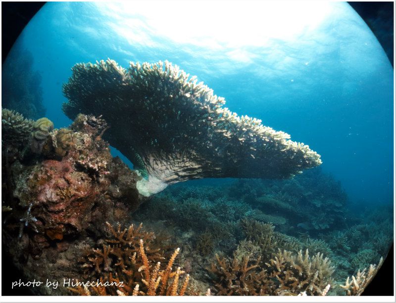 テーブルサンゴの裏側 photo by CANON PowerShot S100