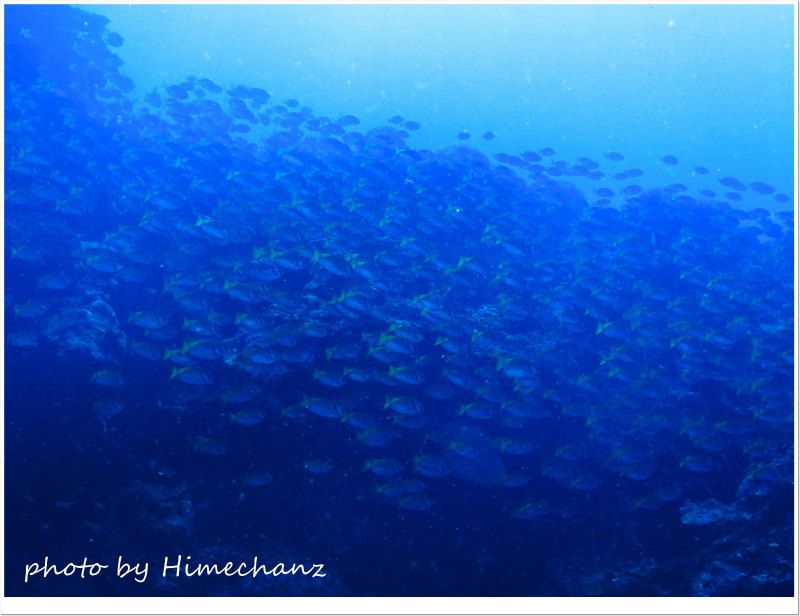 ヒフキアイゴの大群! photo by CANON PowerShot S100