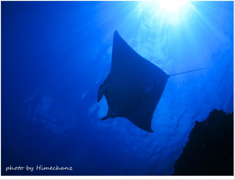 マンタ、空を飛んでいます!!! photo by CANON PowerShot S100