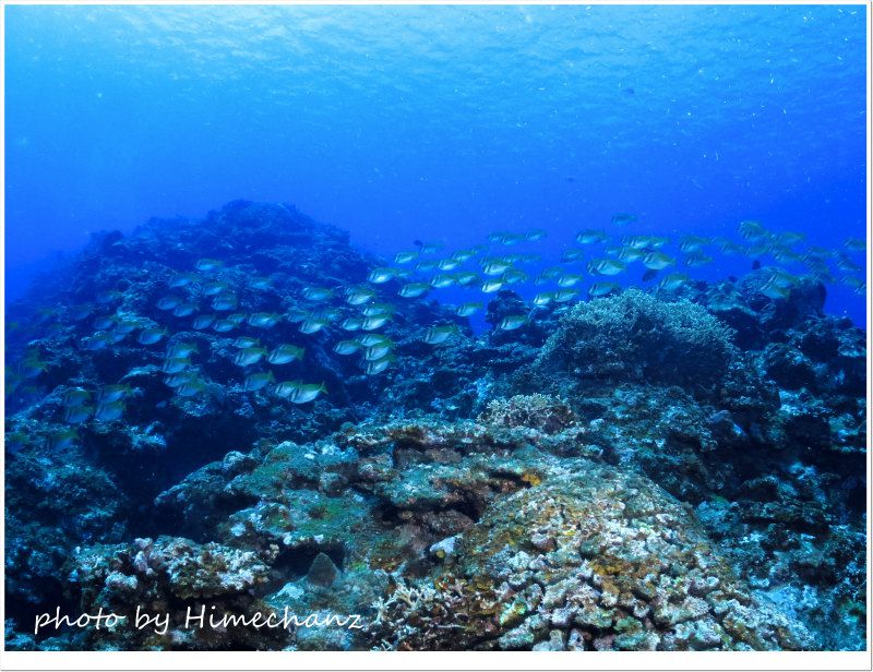 マンタも凄かったけど、ヒフキアイゴの群れも凄かった! photo by CANON PowerShot S100