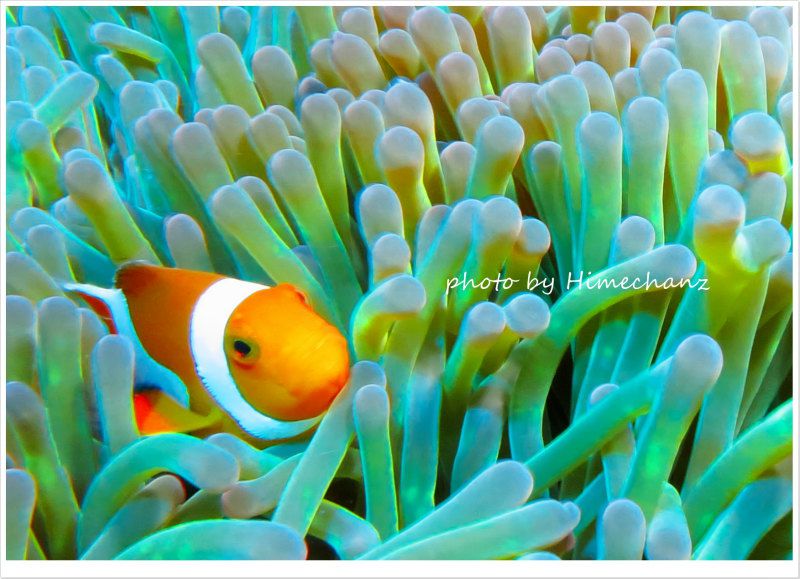 カクレクマノミにご挨拶♪ photo by CANON PowerShot S100